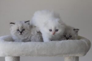 buy a Scottish Straight cat online