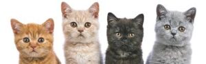 scottish straight kitten for sale near me